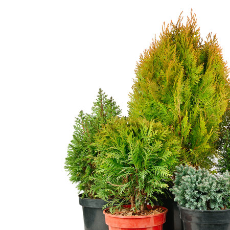 Juniper, cypress and thuja in flower pots isolated on white background. Free space for text.