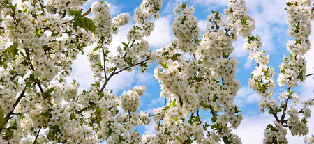 Branches of blossoming cherry and blue sky background. wide photo.
