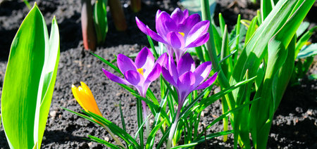 Blooming purple crocuses in early spring.