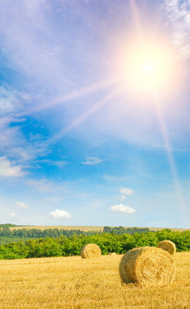 A field with straw bales after harvest and sun on sky . Vertical photo.の写真素材