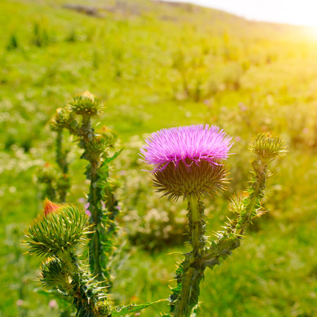 Blooming milk thistle in a summer meadow.の写真素材