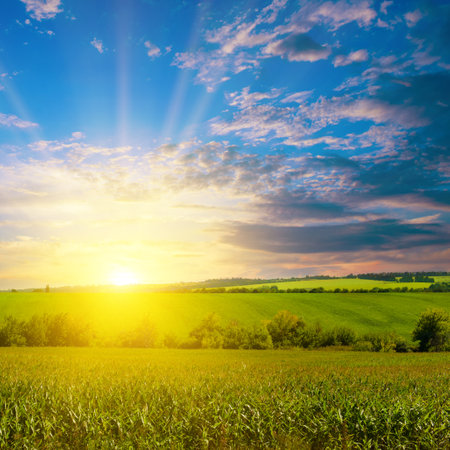 Green corn field in agricultural garden and light shines sunset.の写真素材