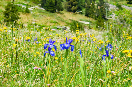 Iris flowers in a mountain meadow. Andorra, Pyrenees.