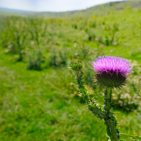 Thistle flower on the background of a green field.の写真素材
