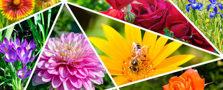 Photo collage of summer gardens, flower beds and flowers. wide photo.の写真素材