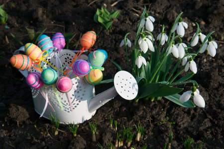 Snowdrops and decorative Easter eggs in a white watering can.の写真素材