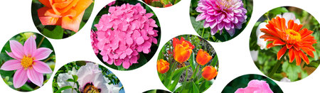 Photo collage of garden flowers photos isolated on white background. Wide photo.の写真素材