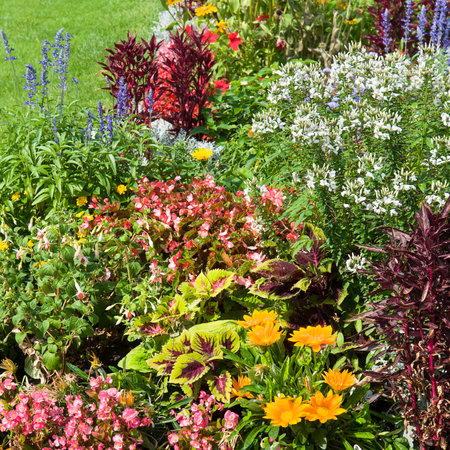 A bright flower bed and a green lawn.の写真素材