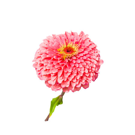 Zinnia flower isolated on white background.の写真素材