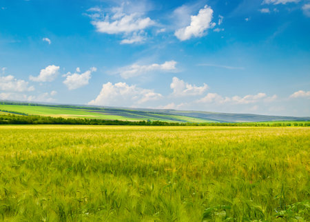 Green wheat field and blue sky. Beautiful spring agro landscape.の写真素材