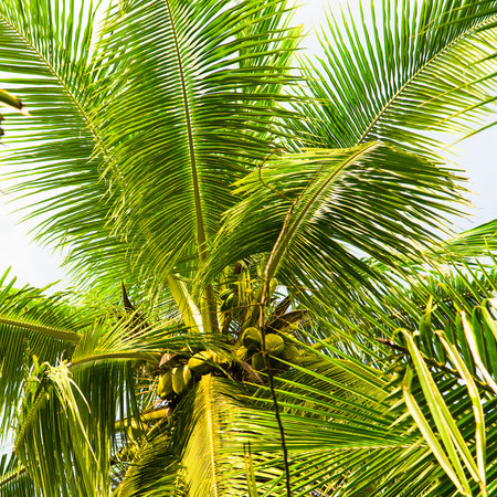 Tropical palm tree with coconut against the blue sky. Travel to Sri Lanka.