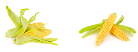 Corn cobs isolated on white background. Collage. Free space for text. wide photo.の写真素材