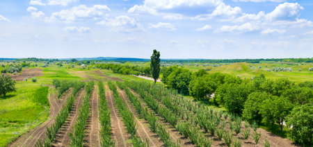 A young fruit orchard and a meadow green. spring landscape. wide photo.の写真素材