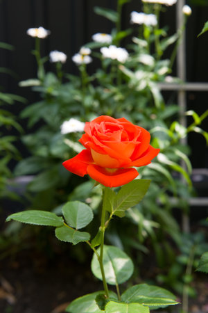 Red roses in the flowerbed of the spring garden. vertical photo.の写真素材