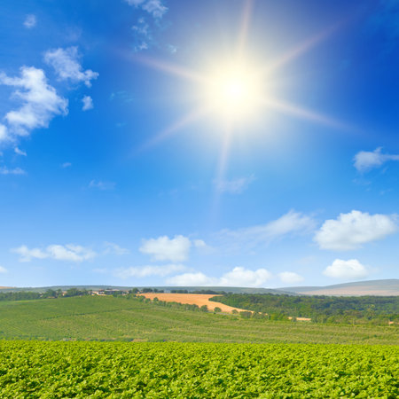 Green sunflower field and the sun against the blue sky.の写真素材