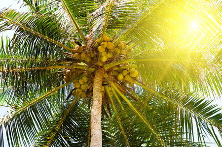 Tropical palm tree and coconuts against the blue sky and bright sun.の写真素材