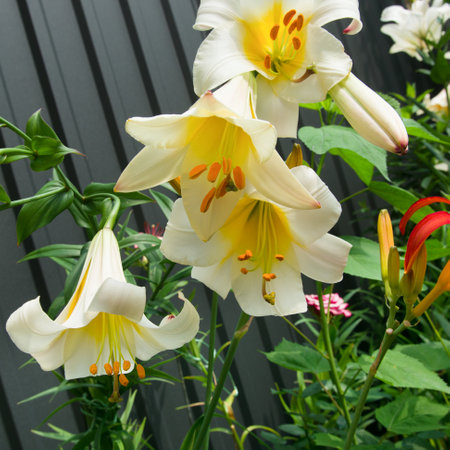 White lilies with tubular flowers in a summer flower bed.の写真素材