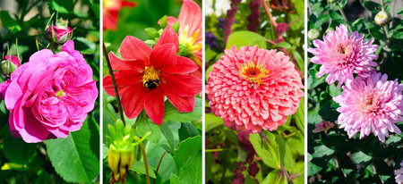 Bright flowers in a summer flower bed. Photo collage. Wide photo.の写真素材
