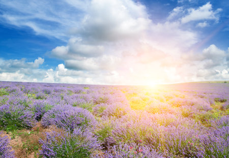 Field with blooming lavender and Bright sunrise.の写真素材