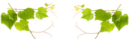 Grape leaves isolated on white background. Collage. Free space for text. Wide photo.の写真素材