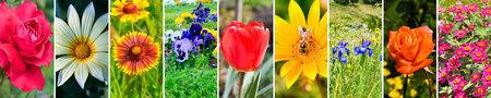 Bright flowers in a summer flower bed. Photo collage. Wide photo.の写真素材