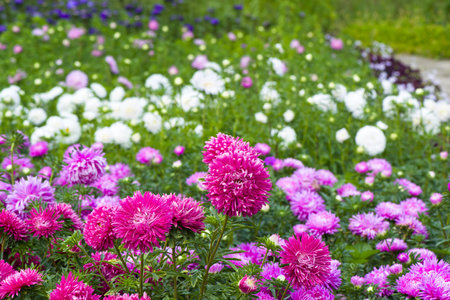 Flowerbed of multi-colored stars and sun. Focus on a red flower. Shallow depth of field.の写真素材