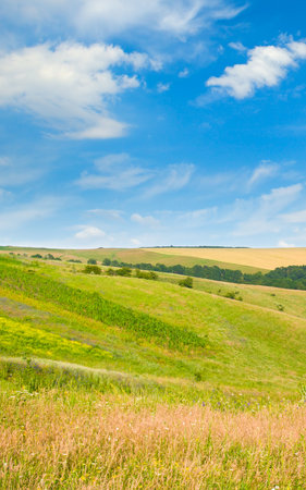 Hilly green field, meadow, pasture and blue sky. vertical photo.の写真素材