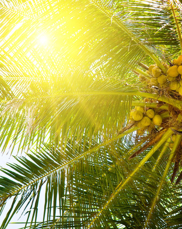 Tropical palm tree and coconuts against the blue sky and bright sun. Vertical photo.の写真素材