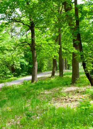 Deciduous forest, green grass and path. Vertical photo.の写真素材