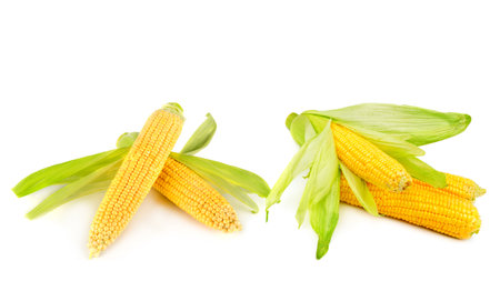 Corn cobs isolated on white background. Free space for text. Collage. Wide photo.の写真素材