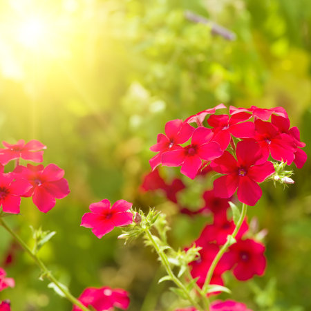 Bright phlox flowers against the background of a summer garden.の写真素材