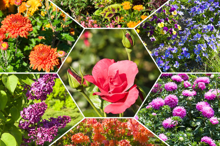 Photo collage of bright garden flowers. Beautiful background.の写真素材