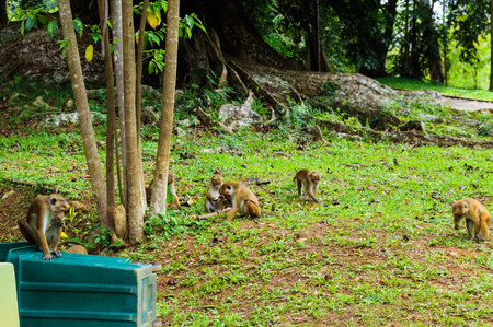 A family of monkeys in a park in Sri Lanka.