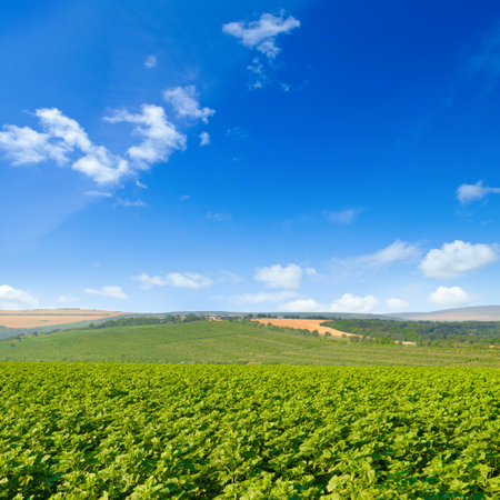 Green field with sunflowers and clouds on the blue sky.の写真素材