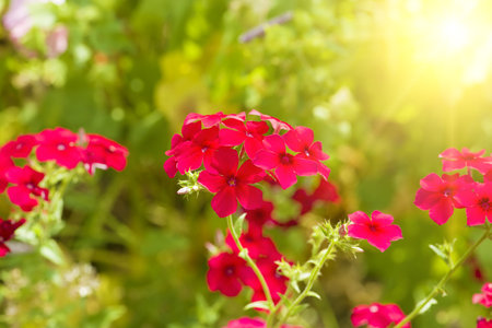 Scarlet phlox flowers against the backdrop of a green summer garden. Bright sunny day.の写真素材