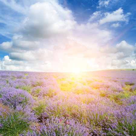 Field with blooming lavender and bright sunrise.の写真素材