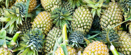 Ripe pineapples fruits. Bright tropical background. Wide photo.