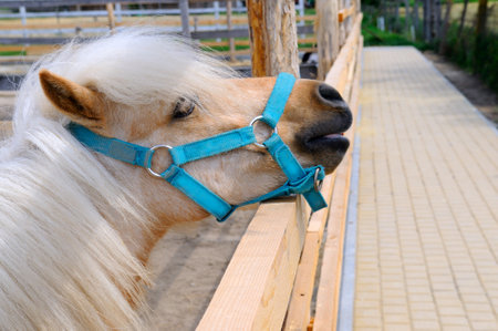 Portrait of a little pony with a light mane.の写真素材