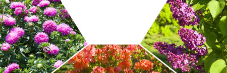 Photo collage of lilac, rhododendron and flowers. There is free space for text. Wide photo.の写真素材