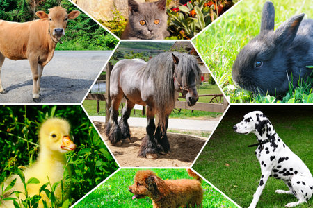 Portraits of pets. Photo collage in the form of a mosaic.の写真素材