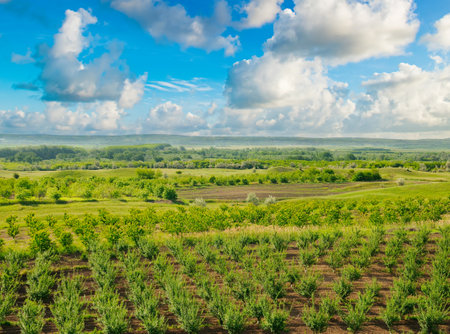 Orchard, field and cloudy sky. View from above.の写真素材