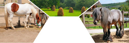 Portraits of horses in a stall and in a pasture. Collage. There is free space for text. Wide photo.の写真素材