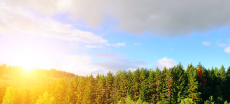Carpathian mountain valley, coniferous forest and bright sunrise. Wide photo.の写真素材