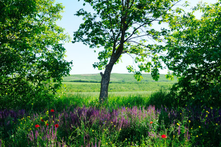 Green maple in a meadow with herbs and wildflowers.の写真素材