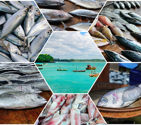 Fisheries on the coast of Sri Lanka. Photo collage.