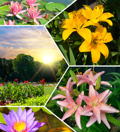 Lilies in the city garden and water lilies in the pond. Bright photo collage.