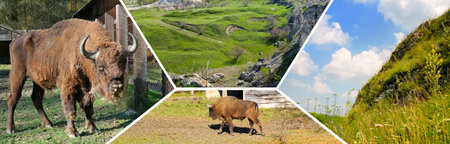 Traveling around Moldova. Picturesque landscapes and bison - photo collage of the reserve. Wide...