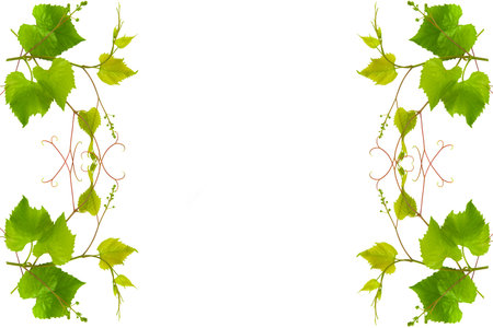 Collage of vine leaves on white background. Pattern of vine leaves. Free space for text.の写真素材