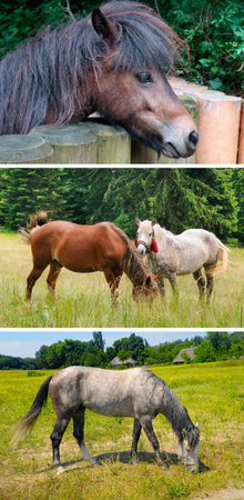 Portraits of horses and ponies in the pasture and in the stable. Collage. Vertical photo.の写真素材
