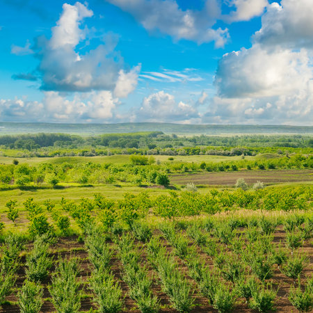 Orchard, field and cloudy sky. View from above.の写真素材